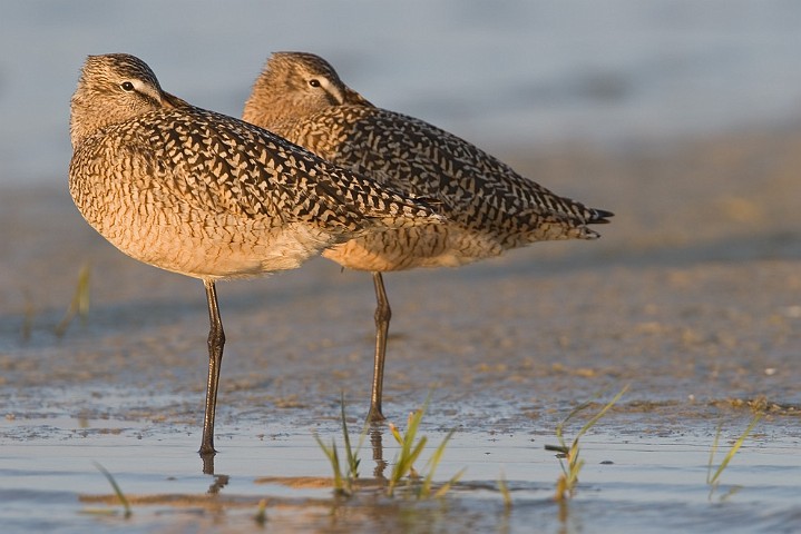Schlammtreter Catoptrophorus semipalmatus Willet